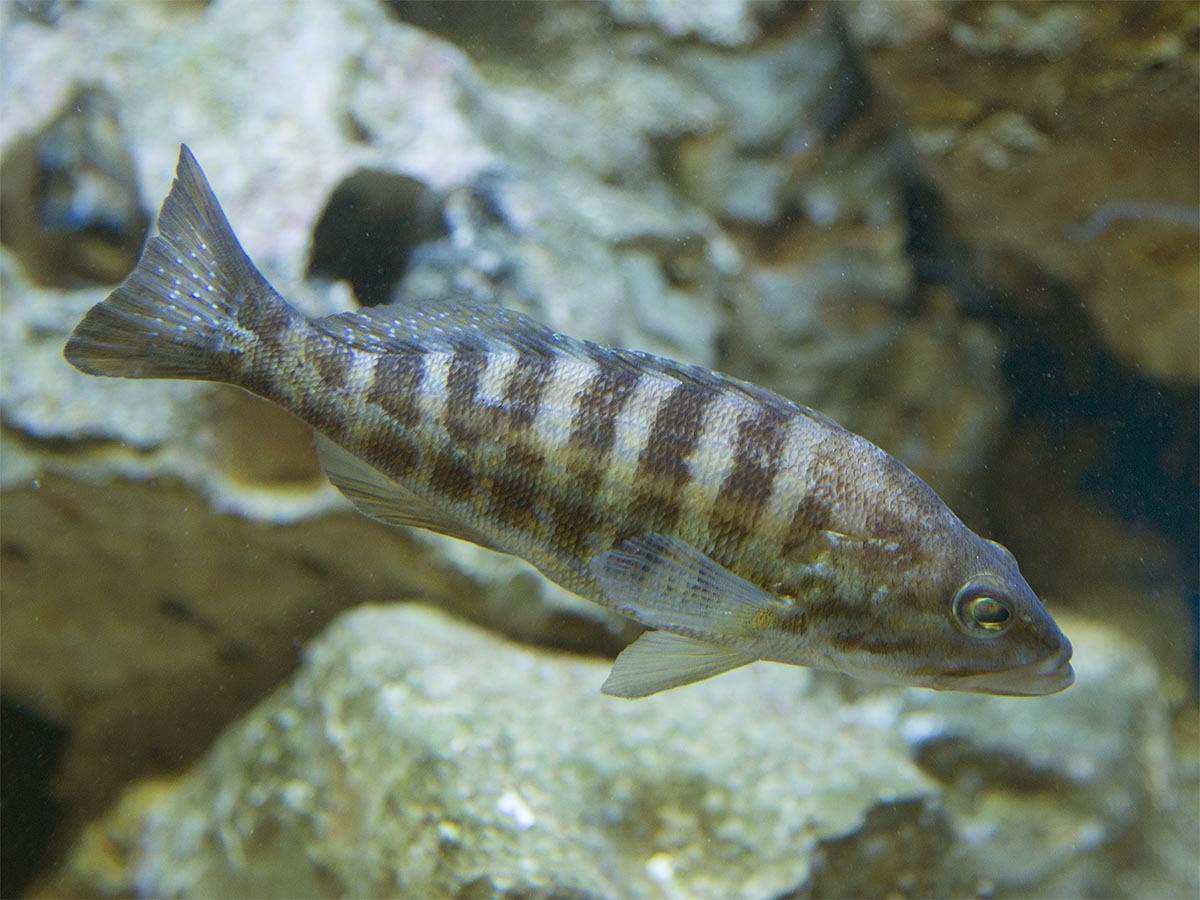 Serranus cabrilla